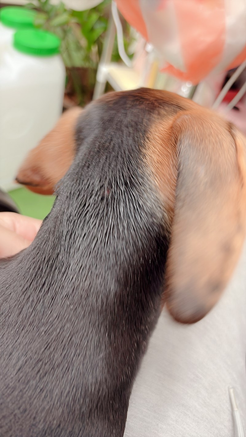 女人知己試用大隊,口碑行銷,部落客行銷,Goodmofamily歸毛家族 寵物肌膚救星組,歸毛家族 寵物肌膚救星,舒敏保濕洗毛乳,護膚噴液,精萃營養霜,博士30年生技專業,給足皮膚營養保護力,無抗生素 無類固醇,神經醯胺,19種綜合胺基酸,榮獲SNQ國家認證,上萬毛爸媽見證,3週幫助皮膚健康,NO.1寵物肌膚口碑霸主,寵物第一護膚領導品牌